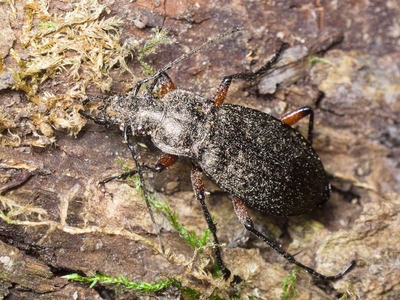 granulatus Linne, 1758